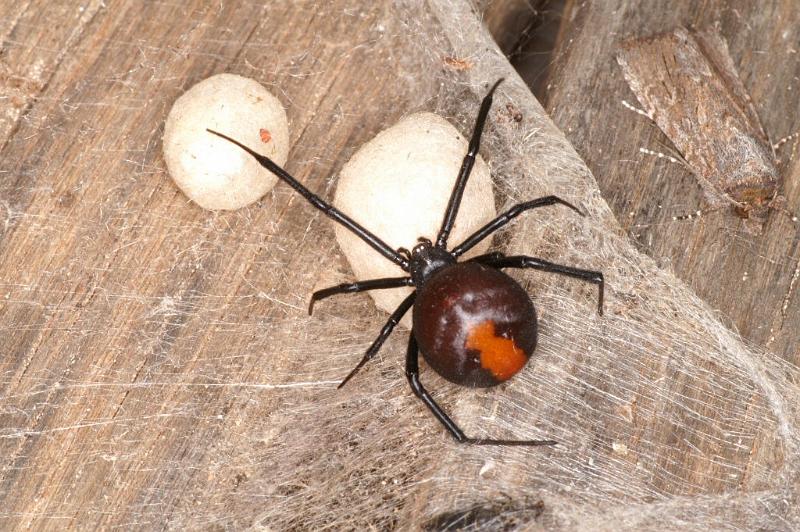 Latrodectus_hasselti_D3636_Z_90_Hamelin pool_Australie.jpg